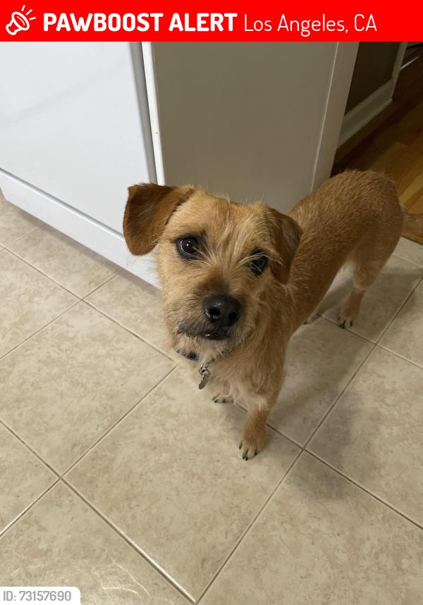 Lost Female Dog last seen Fairmount and Evergreen, Los Angeles, CA 90033