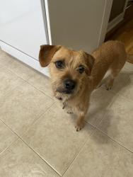 Lost Female Dog last seen Fairmount and Evergreen, Los Angeles, CA 90033
