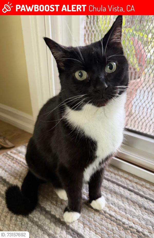 Lost Female Cat last seen Dover ct. & Douglas st., Chula Vista, CA 91910
