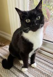 Lost Female Cat last seen Dover ct. & Douglas st., Chula Vista, CA 91910