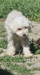 Reunited Female Dog last seen Arthur-sauve, Laval, QC H7R 1M2