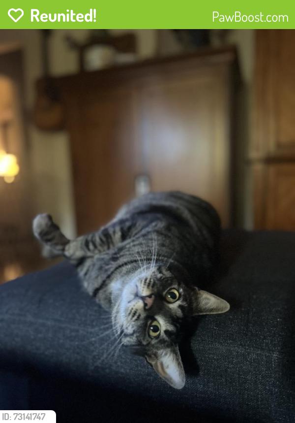 Reunited Male Cat last seen NE 45th and Hancock bushes, Portland, OR 97213