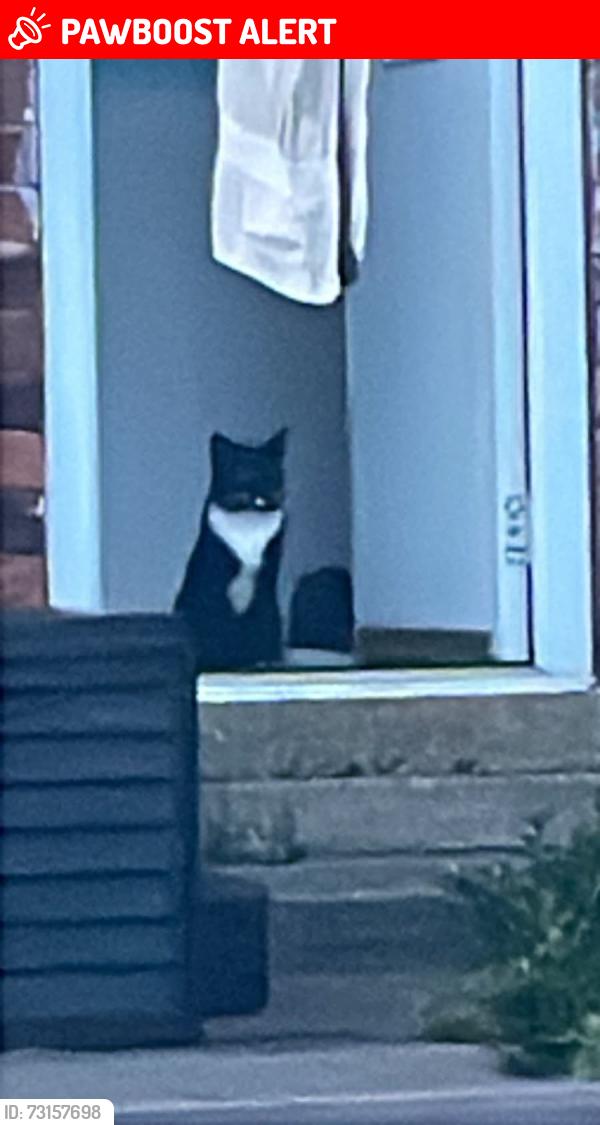 Lost Male Cat last seen Heathfield road, Nottingham, England 