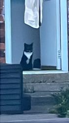 Lost Male Cat last seen Heathfield road, Nottingham, England 