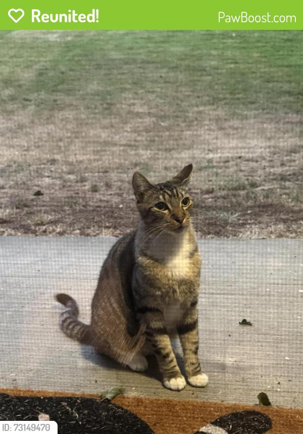 Reunited Female Cat last seen Westridge Apt, University Place, WA 98466