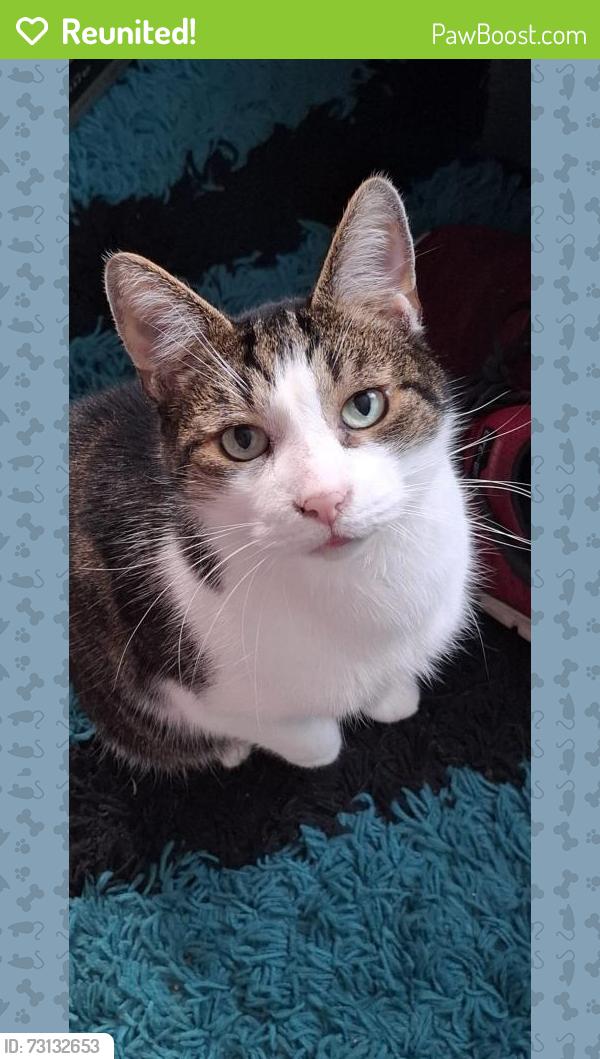 Reunited Male Cat last seen The gaunts, alvechurh, Alvechurch, England 