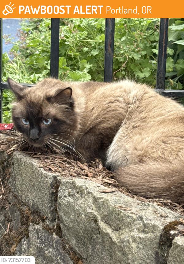 Found/Stray Unknown Cat last seen N Mason and N Montana, Portland, OR 97227