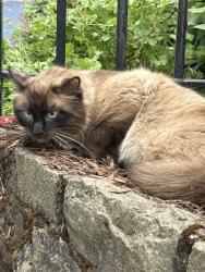 Found/Stray Unknown Cat last seen N Mason and N Montana, Portland, OR 97227