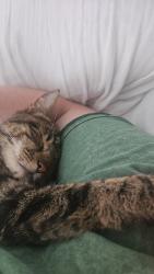Reunited Female Cat last seen Monadnock street troy nh, Troy, NH 03465