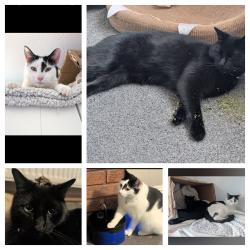 Lost Male Cat last seen Hawthorn park, Taunton, England 