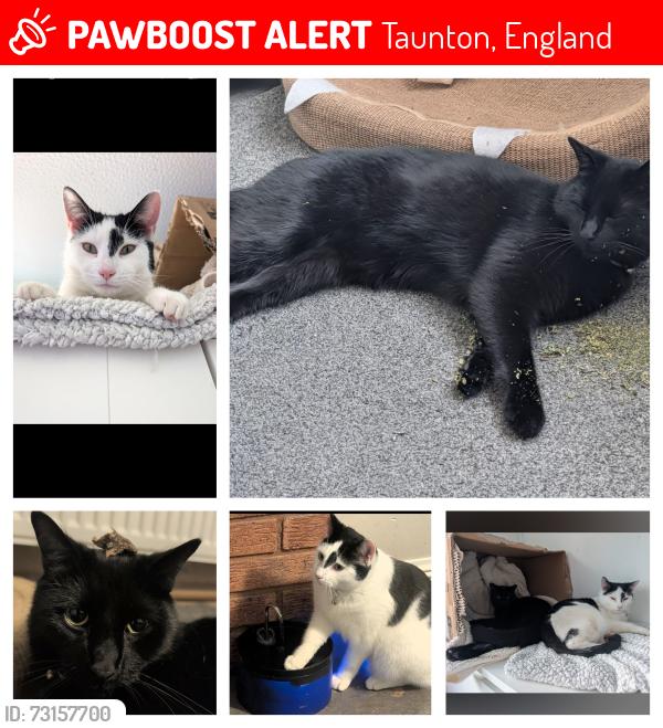 Lost Male Cat last seen Hawthorn park, Taunton, England 