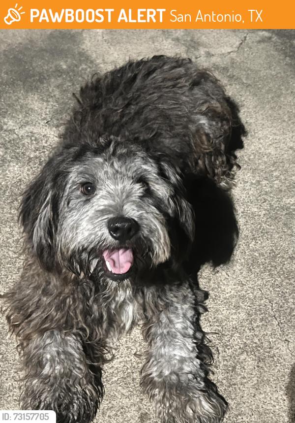 Found/Stray Male Dog last seen W Woodlawn and W Ligustrum, By St Mary University, San Antonio, TX 78228
