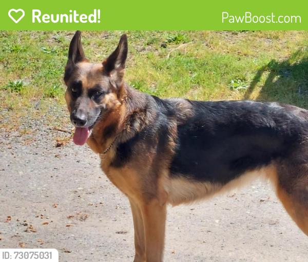 Reunited Female Dog last seen Mt Baker Hwy, Deming, WA 98226
