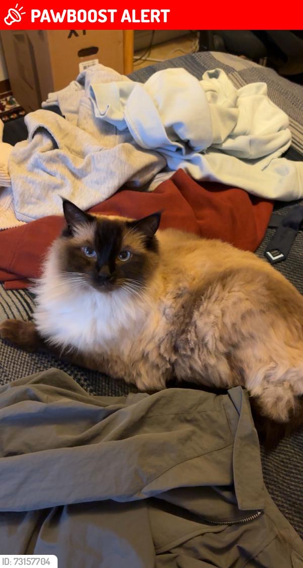 Lost Male Cat last seen Manor Road, Oadby, England LE2 4EE