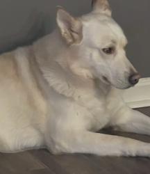 Reunited Male Dog last seen Toledo Ohio, Toledo, OH 43604