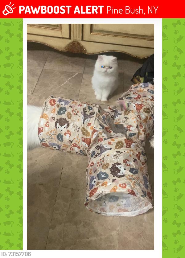 Lost Female Cat last seen Boniface Drive, Depot Street., Pine Bush, NY 12566