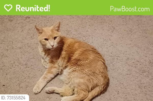 Reunited Male Cat last seen McLaughlin Road and Maybeck View, Peyton, CO 80831