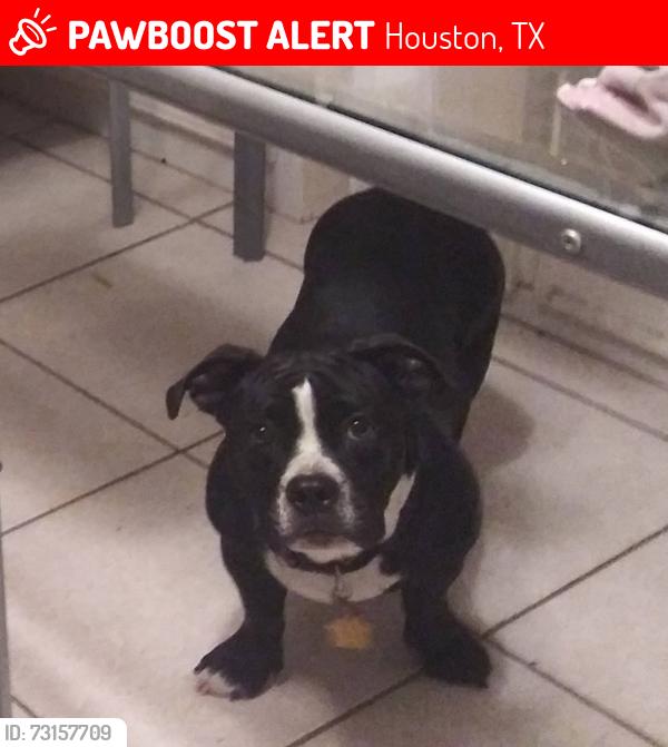 Lost Male Dog last seen Gulf bank, Houston, TX 77088