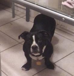 Lost Male Dog last seen Gulf bank, Houston, TX 77088