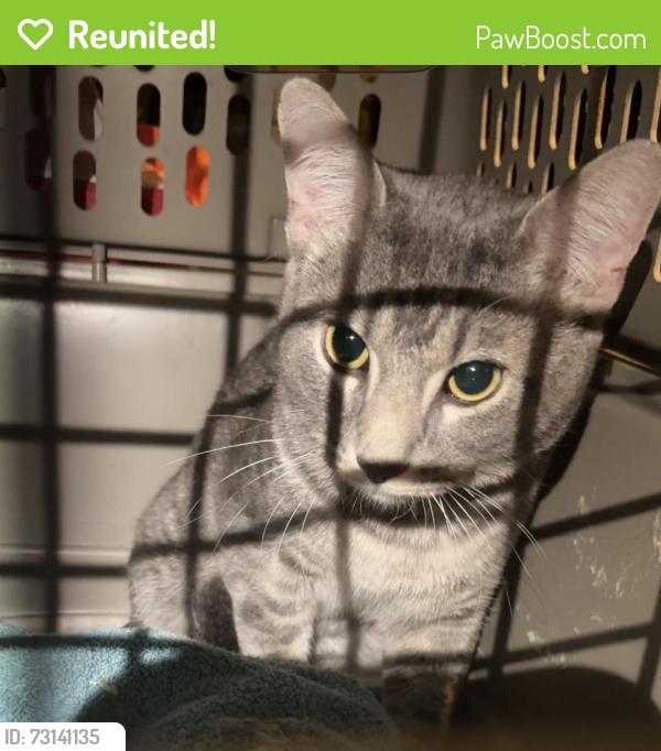 Reunited Male Cat last seen 85th & Holmes, Kansas City, MO 64131