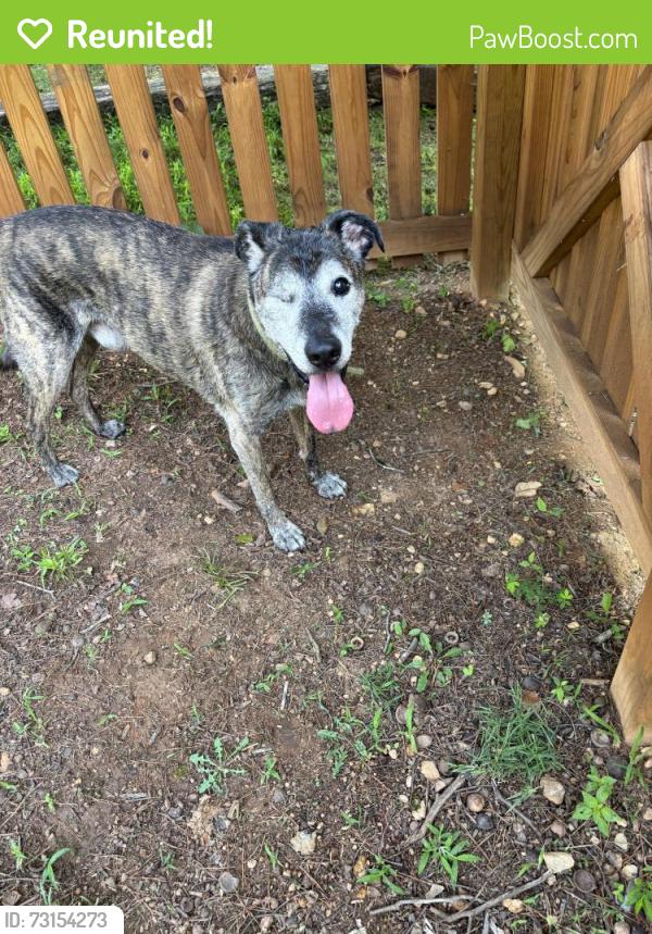 Reunited Male Dog last seen Glenn Hilton Park, Hickory, NC 28601