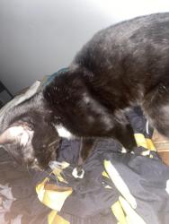 Reunited Male Cat last seen Near Corvette dr, Tampa, FL 33624