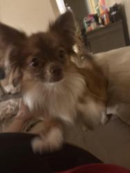 Reunited Female Dog last seen 14th and Stockton BLVD, Sacramento, CA 95820