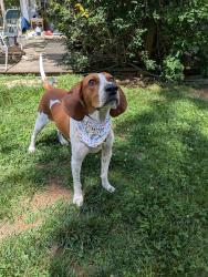 Lost Male Dog last seen Man of war and Todd's, Lexington, KY 40509