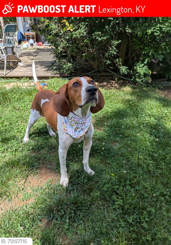 Lost Male Dog last seen Man of war and Todd's, Lexington, KY 40509
