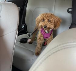 Reunited Female Dog last seen Hawthorne Road B44 near Tesco, West Midlands, England 