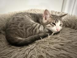 Lost Female Cat last seen Simos Lane West Haven, West Haven, CT 06516