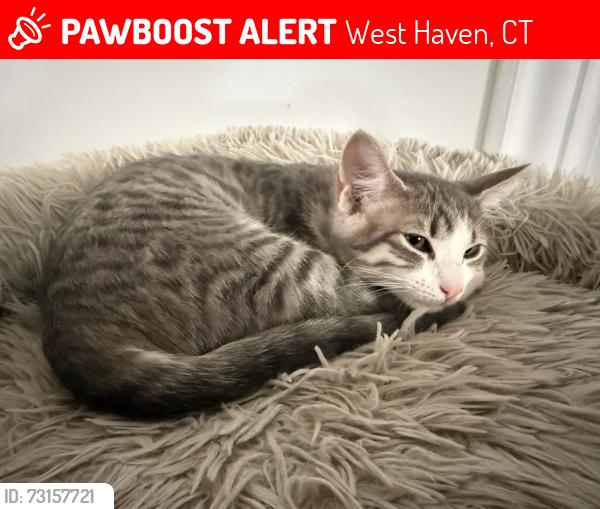 Lost Female Cat last seen Simos Lane West Haven, West Haven, CT 06516