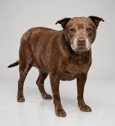 Shelter Stray Male Dog last seen OLD MIDDLEBURG S, 2020 Forest St, Jacksonville, FL 32204, USA