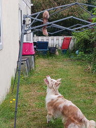Reunited Female Dog last seen 128th and 8th st. S., Parkland, WA 98444