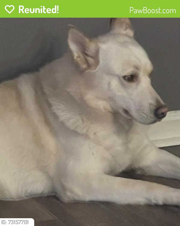 Reunited Male Dog last seen Toledo Ohio, Toledo, OH 43604