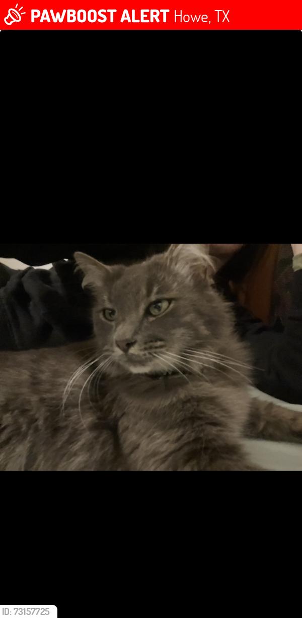 Lost Female Cat last seen North Jones st, Howe, TX 75459