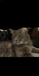 Lost Female Cat last seen North Jones st, Howe, TX 75459