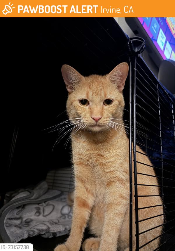 Found/Stray Unknown Cat last seen Irvine Blvd & Culver Dr, Irvine, CA 92602