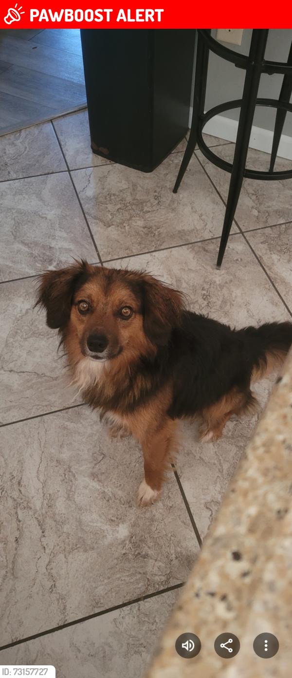Lost Male Dog last seen County road 101 and 108, East Fulton Township, MO 65251