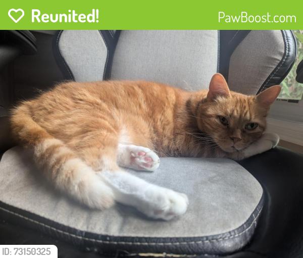 Reunited Male Cat last seen Hornbeam and chokecherry cres, Mississauga, ON 