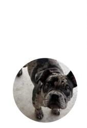 Lost Female Dog last seen 21st and arkansas, Wichita, KS 67204