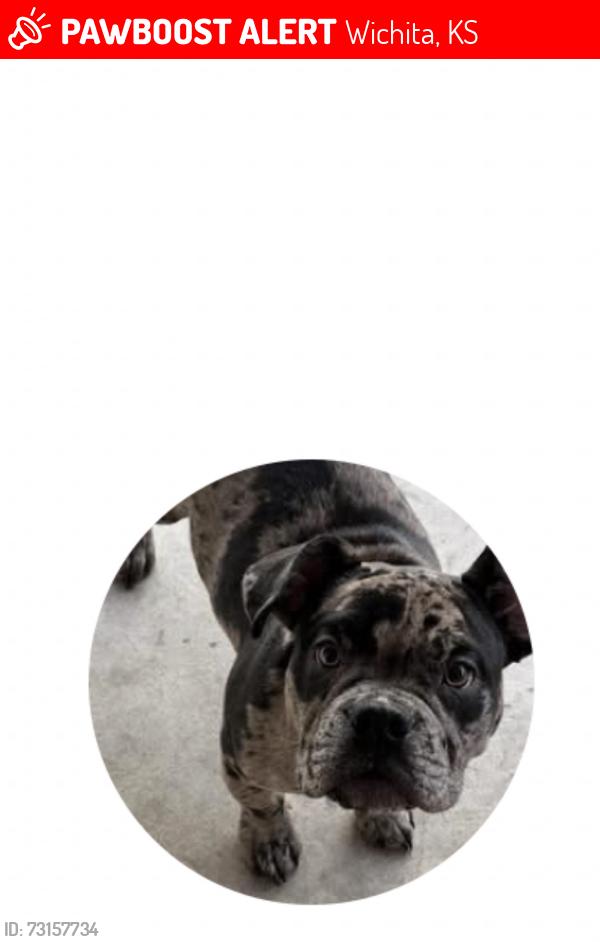Lost Female Dog last seen 21st and arkansas, Wichita, KS 67204