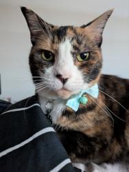 Lost Female Cat last seen Melba Copeland High school, Evatt, ACT 2617