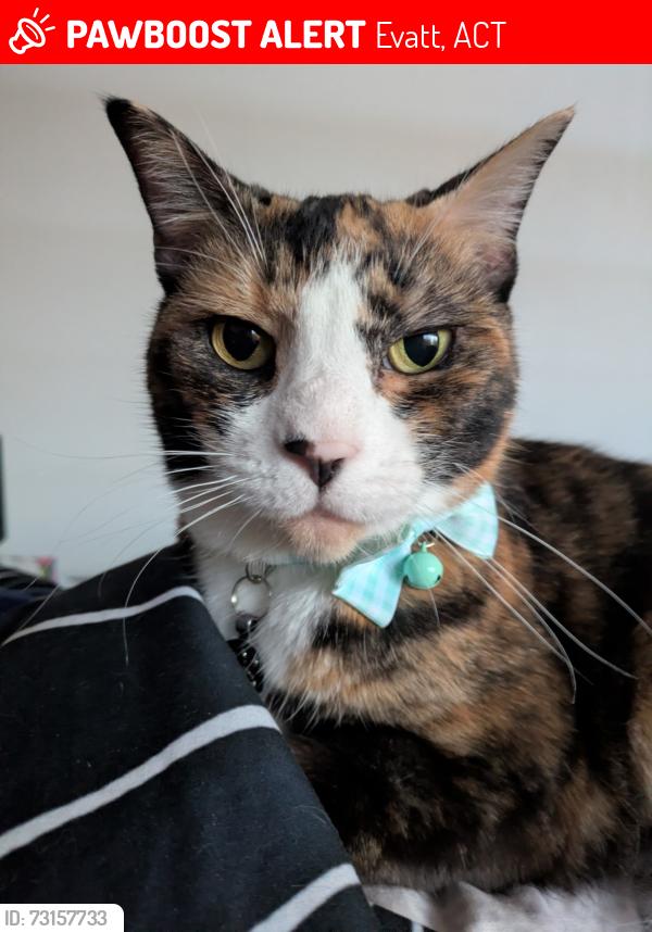Lost Female Cat last seen Melba Copeland High school, Evatt, ACT 2617