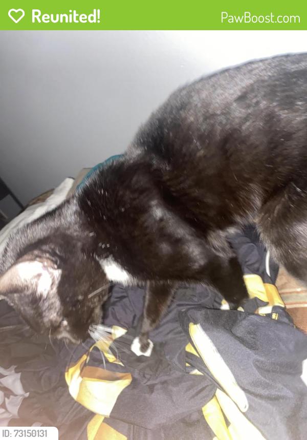 Reunited Male Cat last seen Near Corvette dr, Tampa, FL 33624