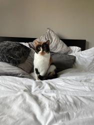 Lost Female Cat last seen Catrine Road area, Glasgow City, Scotland G53 7FQ