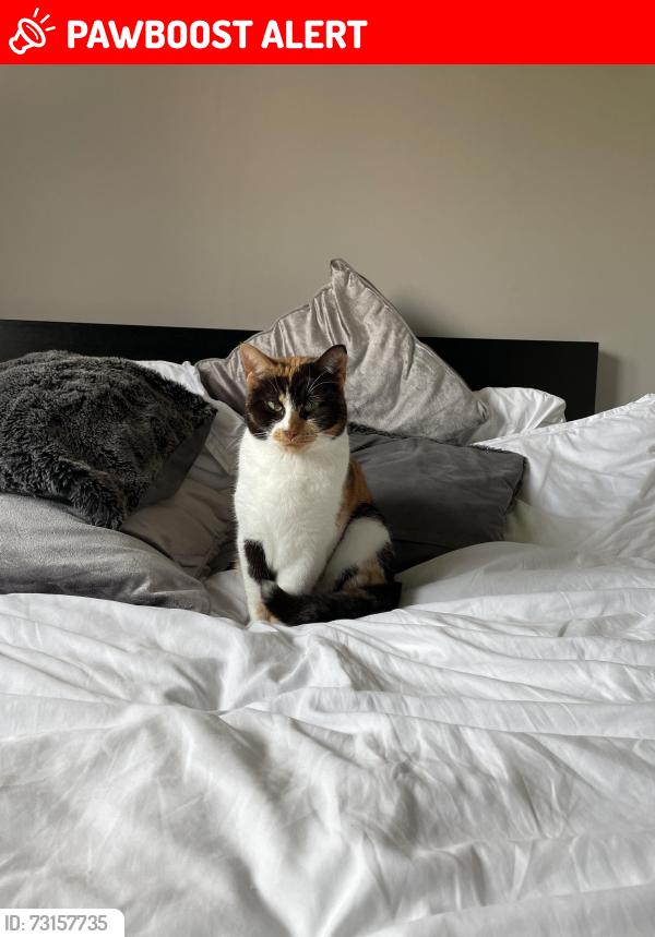 Lost Female Cat last seen Catrine Road area, Glasgow City, Scotland G53 7FQ