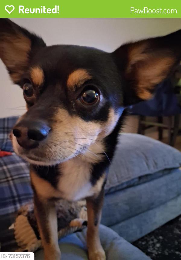 Reunited Male Dog last seen Charleston, Las Vegas, NV 89104
