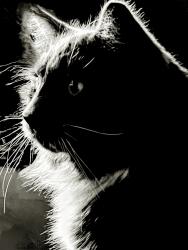 Lost Male Cat last seen E. Surrey Ave. and 38th Place, Phoenix, AZ 85032