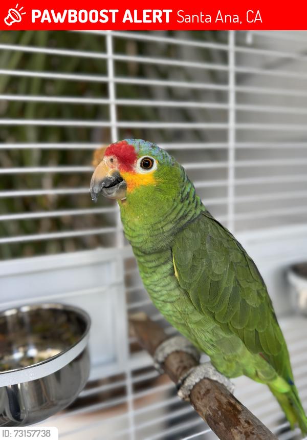 Lost Male Bird last seen 17th and Fairview, Santa Ana, CA 92706